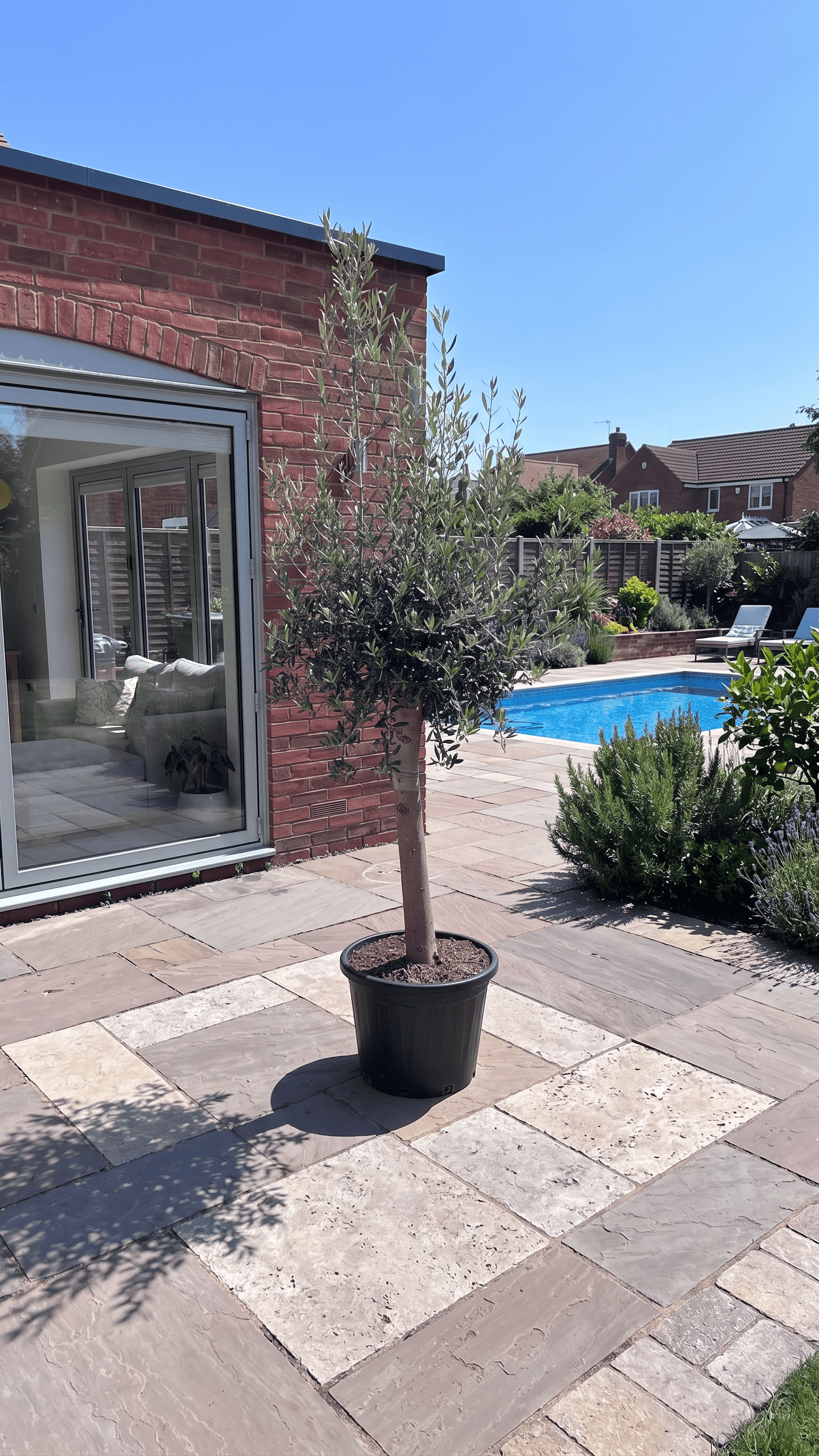 Signature Olive Tree by a poolside garden - buy large olive trees UK