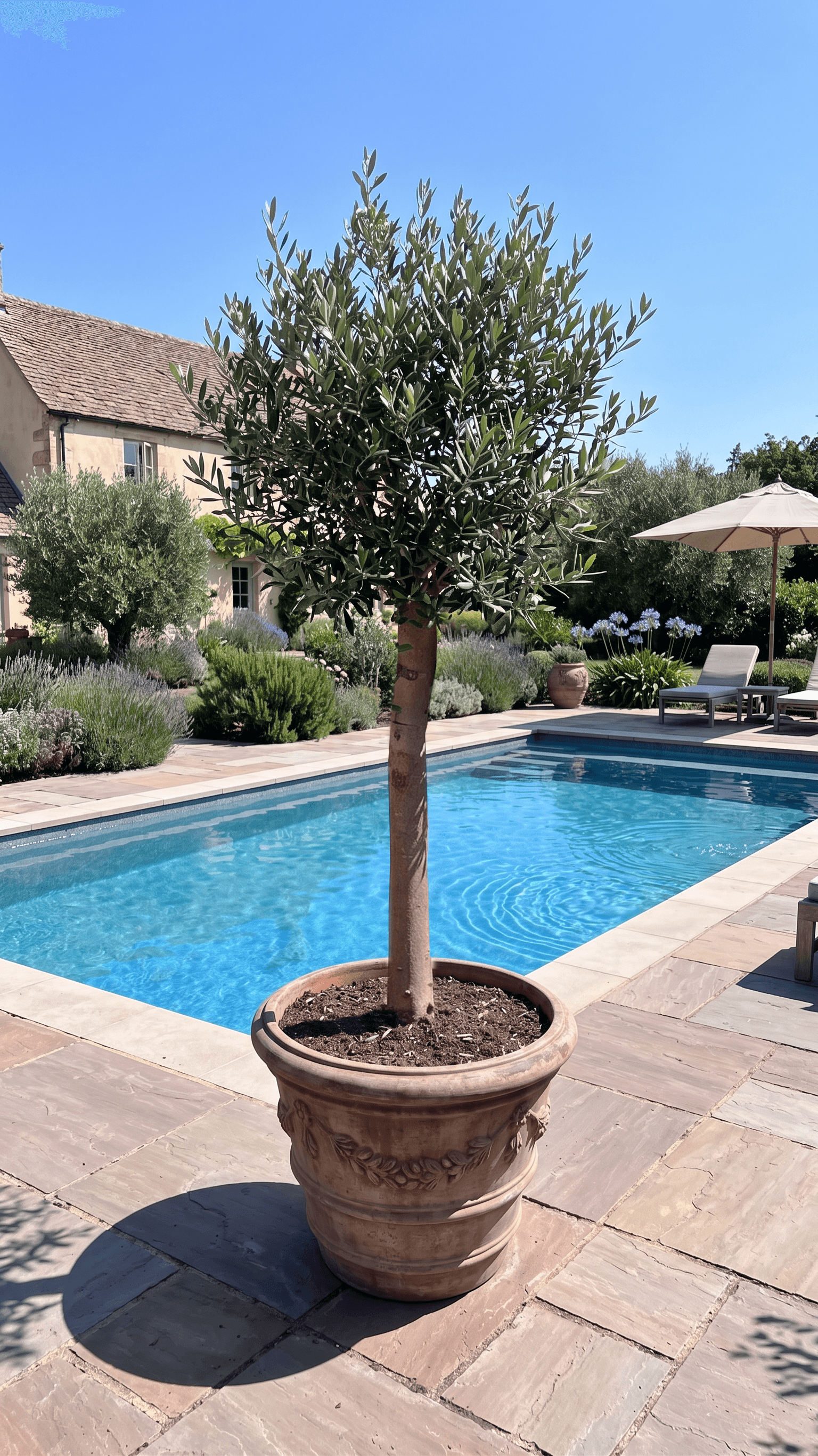 Signature Olive Tree in a terracotta pot - established olive trees for sale UK