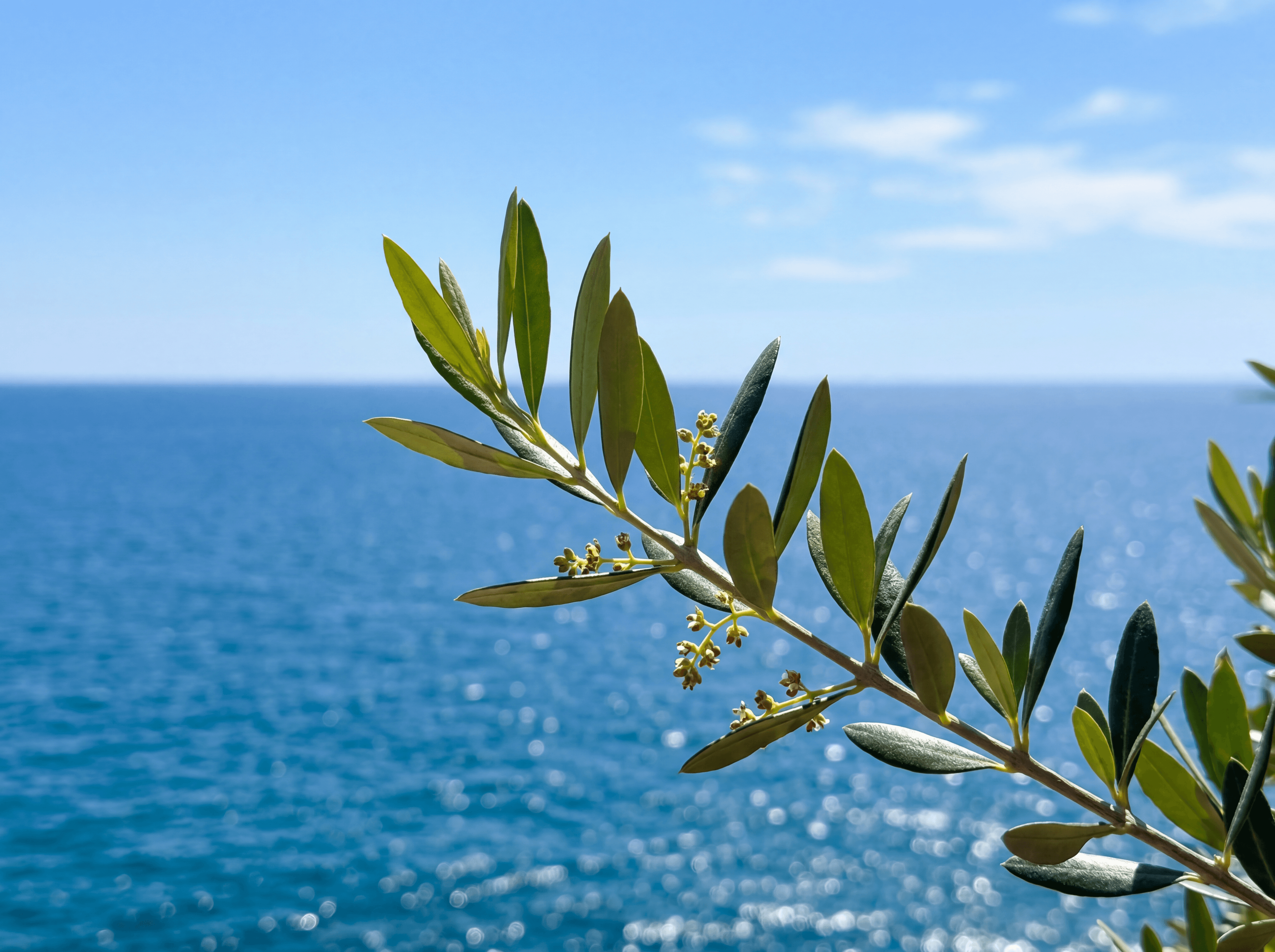 Olive tree close-up